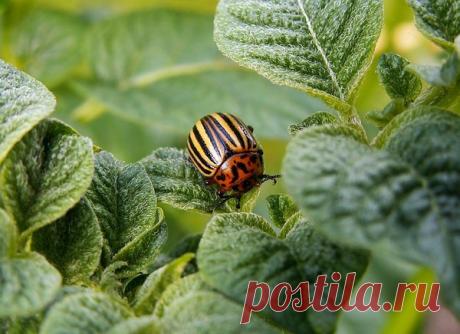 Скажите нет колорадским жукам: отличный способ навсегда избавится от вредителей | чистый огород | Яндекс Дзен