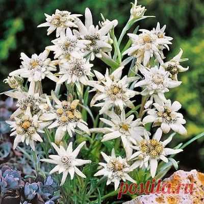 Edelweiss Flower Seeds (Leontopodium Alpinum) 200+Seeds /
200+ Edelweiss Flower Seeds ,Under The Sun Seeds  |  Pinterest: инструмент для поиска и хранения интересных идей