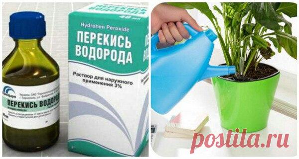 Перекись водорода для домашних растений. 

Иногда вернувшись из отпуска,обнаруживаем, 
что домашние растения не получили помощи, 
к которой они привыкли. 
Первое,смотрим,как мы сможем восстановить 
Мы удаляем слишком сухие или увядшие листья 
и взрыхлим землю, чтобы они могли дышать. 
Мы будем использовать перекись водорода, 
обычно называемой кислородом воды. 
Перекись водорода является отличным естественным 
дезинфицирующим средством, 
служит для усиления роста растений ...