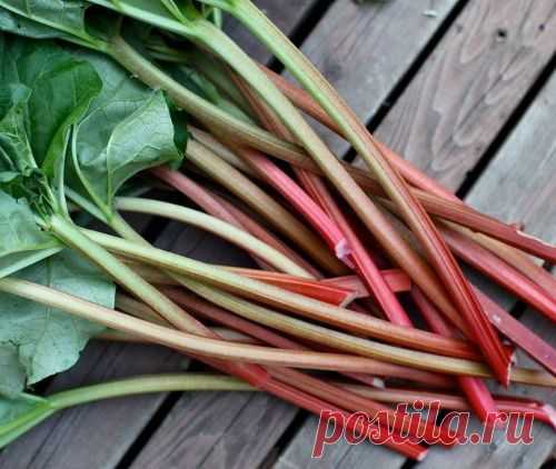 стебель ревеня полезен,а листья опасны