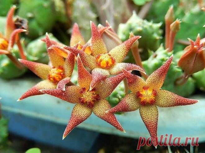 Если любите чтоб без лишней возни, но красиво - тогда вам нужны суккуленты. Рассказываю, что это за модные красавчики | Росток🌷: заметки садовода | Яндекс Дзен