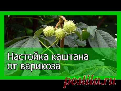 Настойка из конского каштана от варикоза в домашних условиях, рецепт, отзывы, как принимать