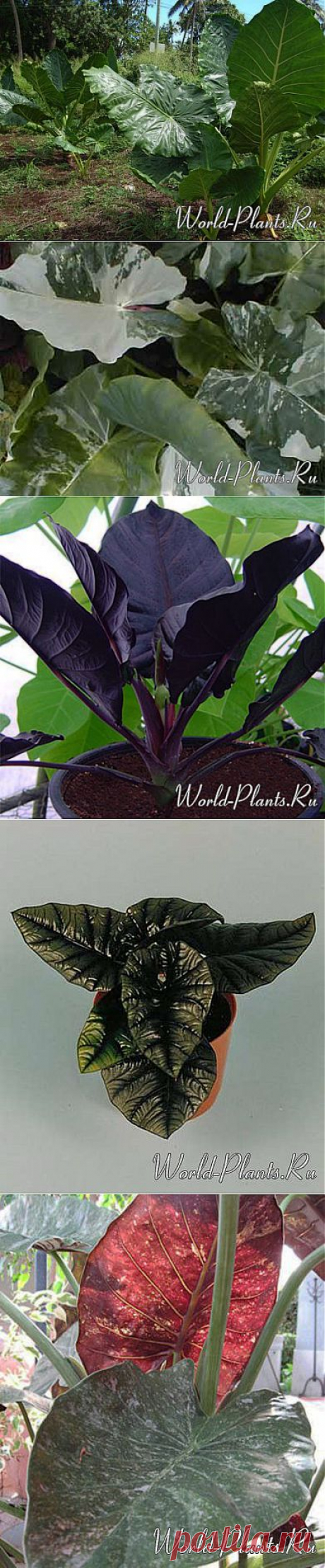 Алоказия (Alocasia) » Мир растений: все о комнатных декоративно-лиственных, цветущих, плодовых и садовых растениях
