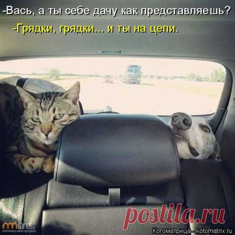 Котоматрица: Лучшие за январь 2015