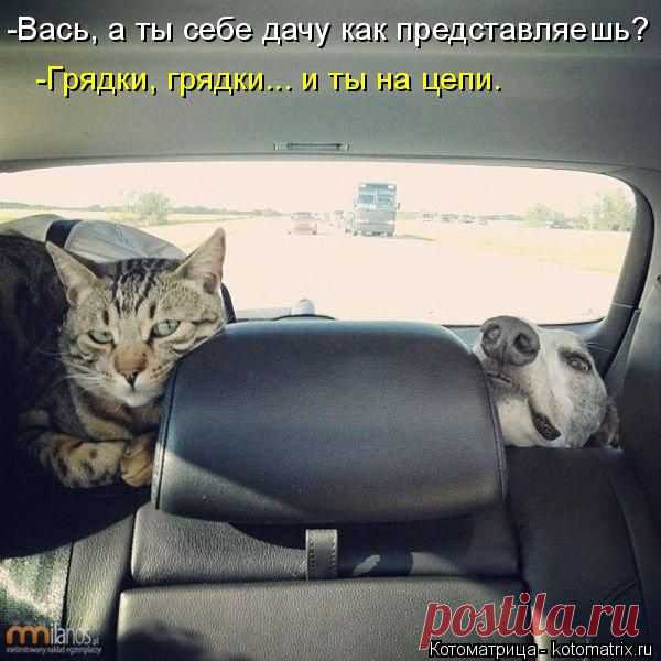 Котоматрица: Лучшие за январь 2015