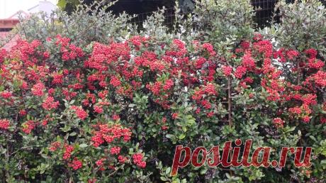 Паспорт растения: Пираканта "Red Column" (Pyracantha coccinea Red Column)