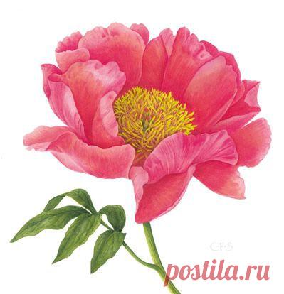 Найдено на сайте paintingsofplants.com.