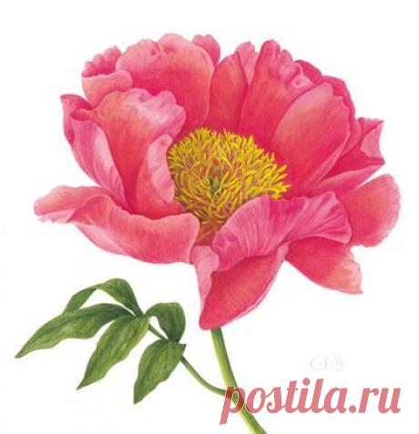 Найдено на сайте paintingsofplants.com.