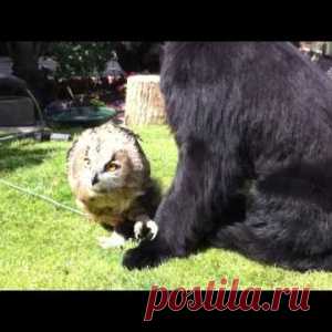 Огромный ньюфаундленд положил свою лапку на сову. Реакция птички просто потрясающая! - МирТесен