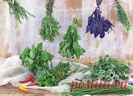 Сочетание разных трав с продуктами | Хитрости Жизни