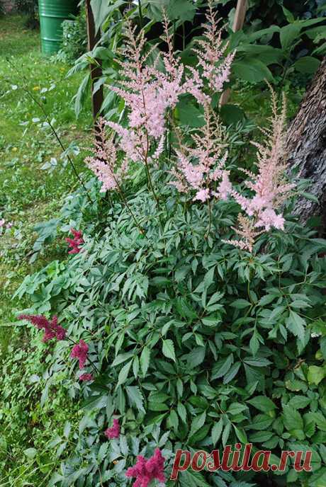 Многолетний садовый цветок Астильба (Astilbe). Многолетнее травянистое корневищное растение высотой до 100 см. Стебли прямостоячие, листья двоякоперистые. Цветки белые, розовые, красные или сиреневые собраны в изящную метелку. Цветет с конца июля по сентябрь.