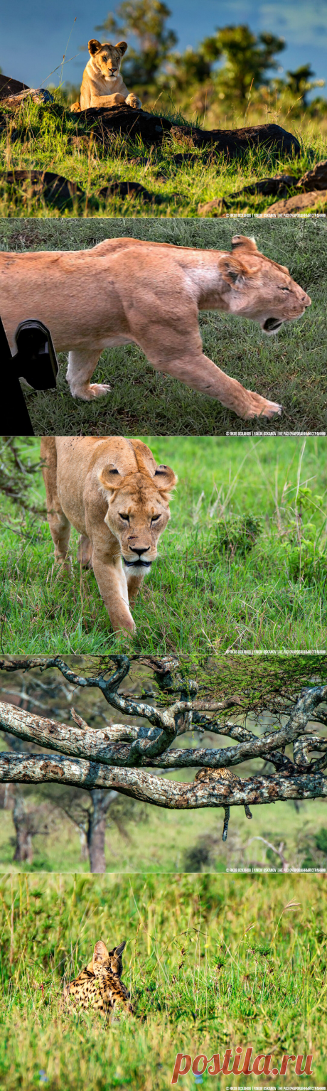 Поехал с утра на сафари за большими кисками. Фототрофеи | Не раз очарованный странник | Яндекс Дзен