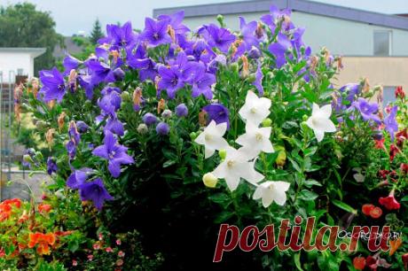 Многолетний садовый цветок Ширококолокольчик (Platycodon). Многолетнее травянистое растение с утолщенным стержневым корнем и широколокольчатыми цветками диаметром до 8 см. Цветет в июле - августе.

Основные виды.
Единственный представитель данного рода - ш.крупноцветковый (P.grandiflorus) - высотой от 40 до 70 см, листья удлиненно-яйцевидные, нижние розеточные, цветки ширококолокольчатые синие, голубые, розовые или белые диаметром до 8 см, есть полумахровые формы. Цветет в июле - августе.