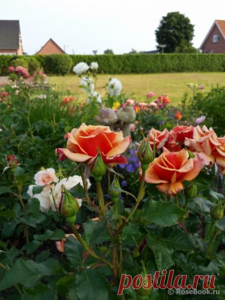 Сад участника Anika | Самоцветик