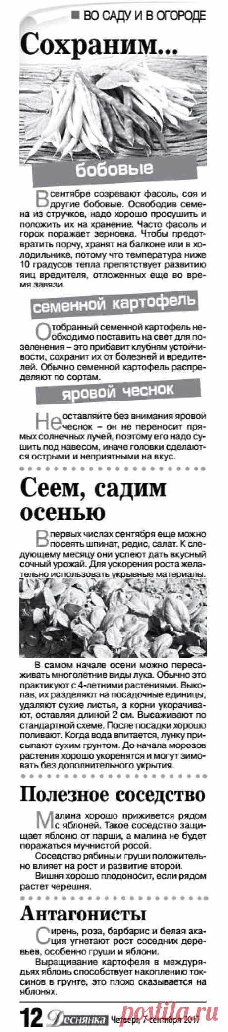 Дачные советы - сентябрь