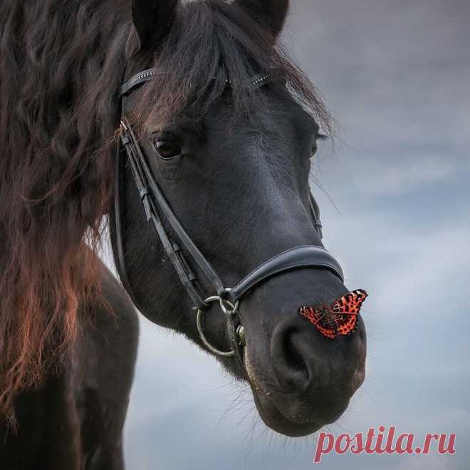 i (1076×1076)