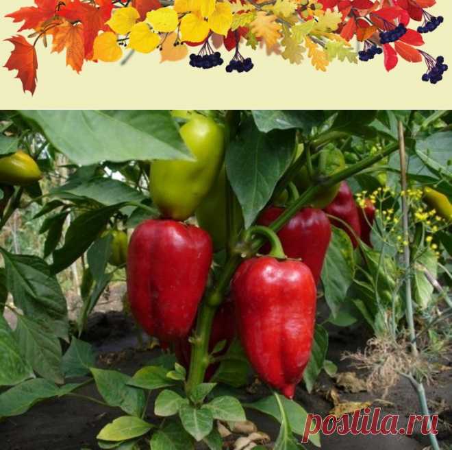 (1) Одноклассники