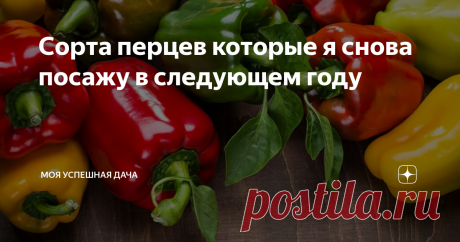 Сорта перцев которые я снова посажу в следующем году В своей садовой практике я каждый год стараюсь экспериментировать с новыми сортами перца. Благо сейчас их выбор огромен. В своей средней полосе я стараюсь выращивать раннеспелые и среднепоздние сорта.
Помимо прочего, мне нравиться сажать перец с необычным внешним видом, который сможет украсить грядку или цветник. Выбирая перец, я чаще всего отдаю предпочтение гибридным сортам. Из-за того, что гибр