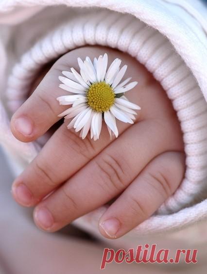 "Дети! Цветы! Жизнь!" – Сообщество – Google+
МАЛЕНЬКОЕ СОЛНЦЕ

Маленькое солнце на моей ладошке, -
Белая ромашка на зеленой ножке.
С белым ободочком желтые сердечки…
Сколько на лугу их, сколько их у речки!

Зацвели ромашки – наступило лето.
Из ромашек белых вяжутся букеты.
В глиняном кувшине, в банке или чашке
Весело теснятся крупные ромашки.

АФАНАСИЙ ФЕТ