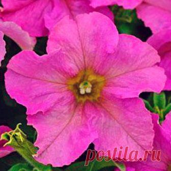 Петуния крупноцветковая Софистика Twilight (драже) 5 шт