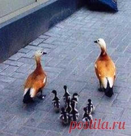 Прохожие два часа провожали семью уток к пруду