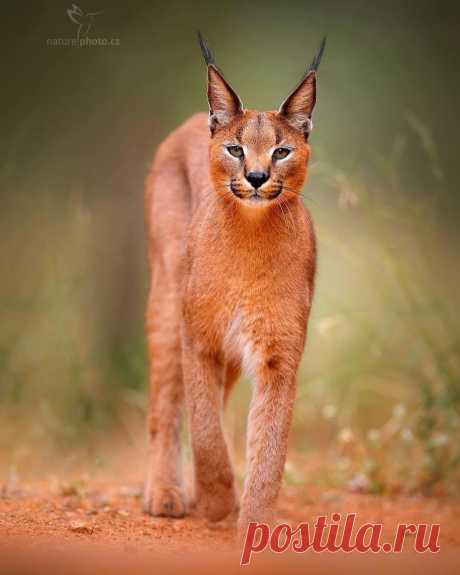 Funny Wildlife