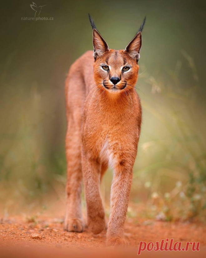 Funny Wildlife