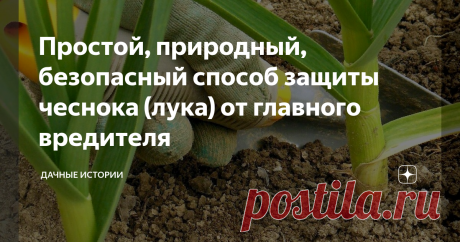 Простой, природный, безопасный способ защиты чеснока (лука) от главного вредителя Добрый день, дорогие друзья, садоводы и огородники! Приветствую вас на канале "Дачные истории". Многие огородники сталкиваются с огромной проблемой, название которой - луковая муха. Под этим вредителем зачастую подразумевают сразу пять различных насекомых, атакующих преимущественно лук, чеснок, многолетние и декоративные луки в т.ч. нарциссы. Эффективные и безопасные методы борьбы с луковой, ...