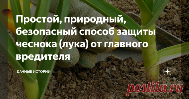 Простой, природный, безопасный способ защиты чеснока (лука) от главного вредителя Добрый день, дорогие друзья, садоводы и огородники! Приветствую вас на канале 