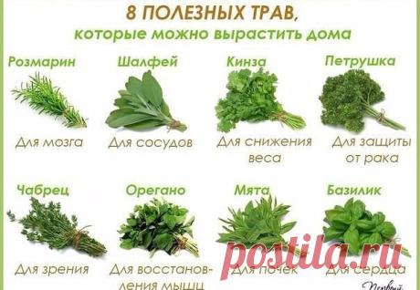 Сад, дача, огород, дом|полезные советы и рецепты
