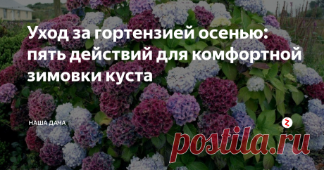 Уход за гортензией осенью: пять действий для комфортной зимовки куста Шапки гортензий – настоящее украшение любого сада, при этом растение крайне неприхотливо, охотно размножается черенками и делением, дружно цветет до глубокой осени. Однако, некоторые сорта требуют подготовки кустов к зиме – а именно, укрытия их перед морозами и, конечно же, обрезки. Что еще не забыть сделать осенью с гортензиями для того, чтобы они вас радовали каждый год?