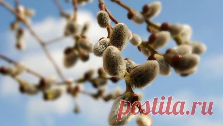 Почему нельзя работать в Лазареву субботу в 2021 году, что еще попадает под запрет