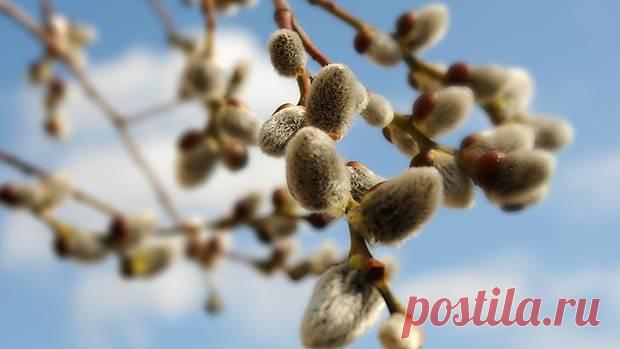 Почему нельзя работать в Лазареву субботу в 2021 году, что еще попадает под запрет