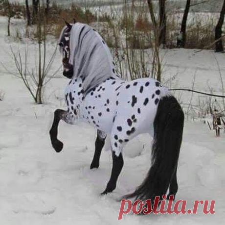 Horses – Google+