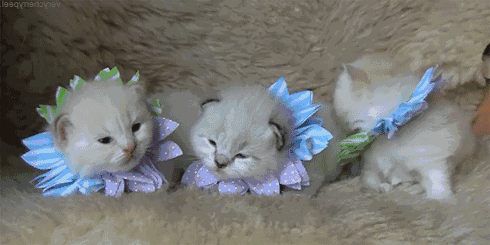 Прикольные анимашки для улыбок