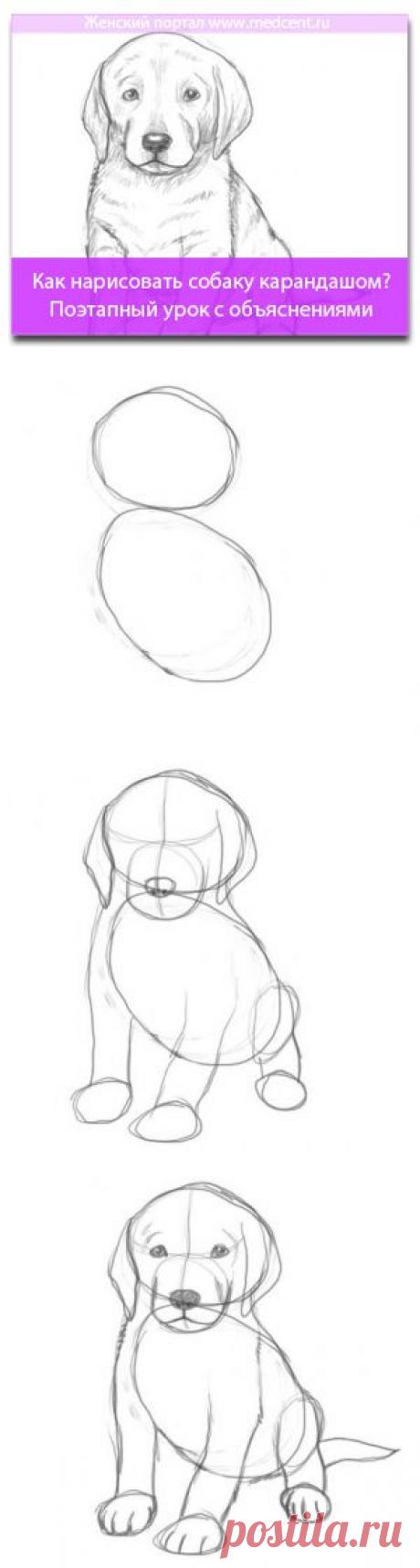 Как нарисовать собаку карандашом? Поэтапный урок с объяснениями