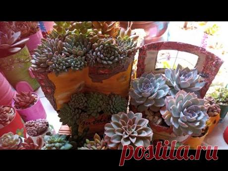 Dica para manter sua suculenta linda, colorida e saudável.