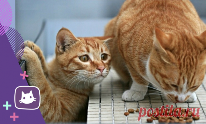 😼Сколько раз в день кормить кота | Нос, хвост, лапы | Яндекс Дзен