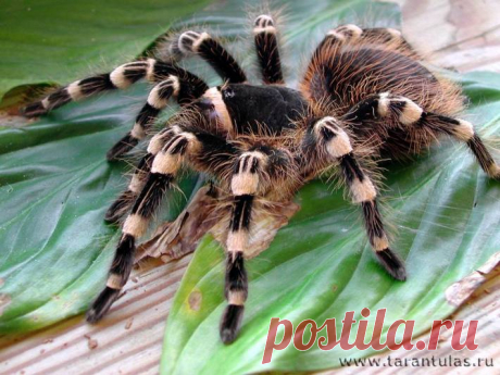 флора и фауна россии – Google Поиск