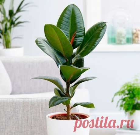Вот почему фикус стоит иметь в каждом доме