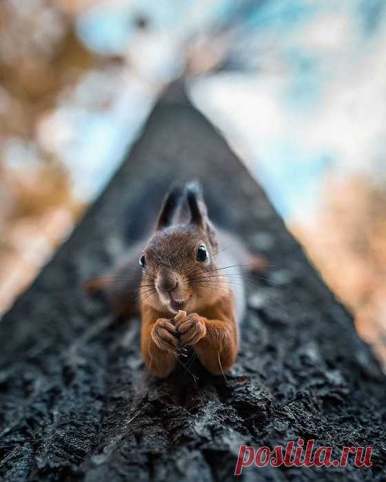 Фотограф превращает лесных обитателей в профессиональных моделей, от которых глаз не оторвать