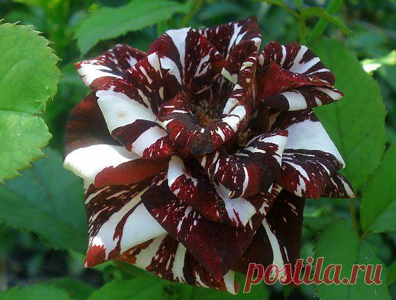 Роза Абракадабра (Abracadabra):