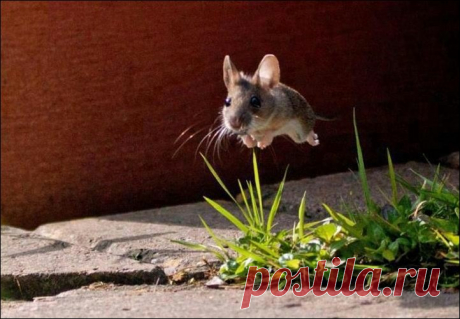 Подборка фотографий (108 фото) | Прикол.ру — приколы, картинки, фотки и розыгрыши!