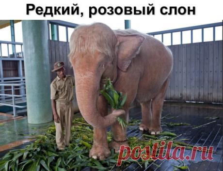Слон