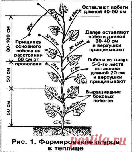 прищипка огурцов в открытом грунте - Поиск в Google