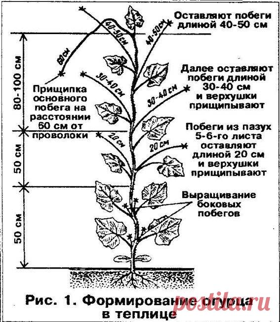 прищипка огурцов в открытом грунте - Поиск в Google