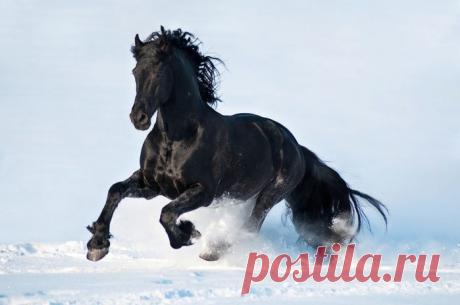 &quot;Ну что за кони мне попались...&quot;