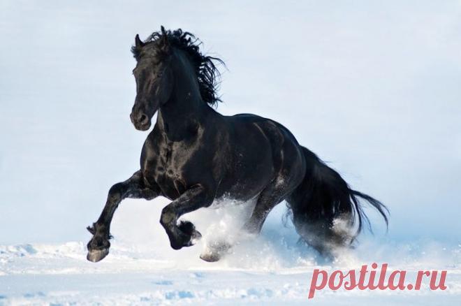 "Ну что за кони мне попались..."