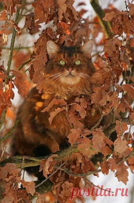 Фото – Google+