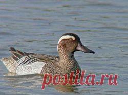 Чирок-трескунок